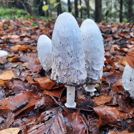 Heidi Away Wildberg (Baden-Wurttemberg)