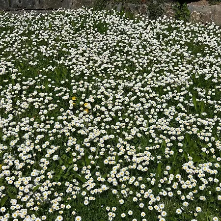 Heidi Away Apartment Wildberg (Baden-Wurttemberg)