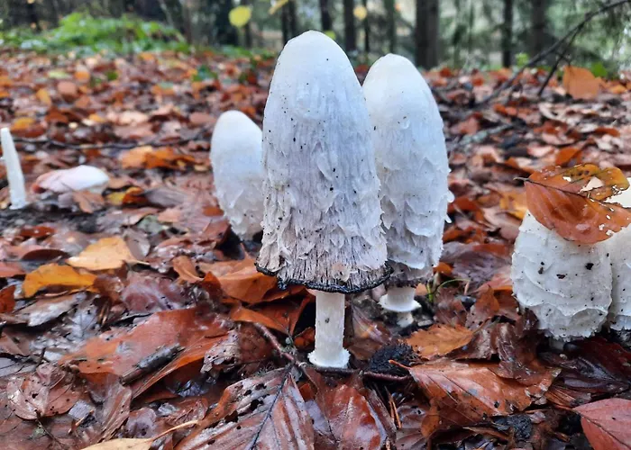 Heidi Away Wildberg (Baden-Wurttemberg)