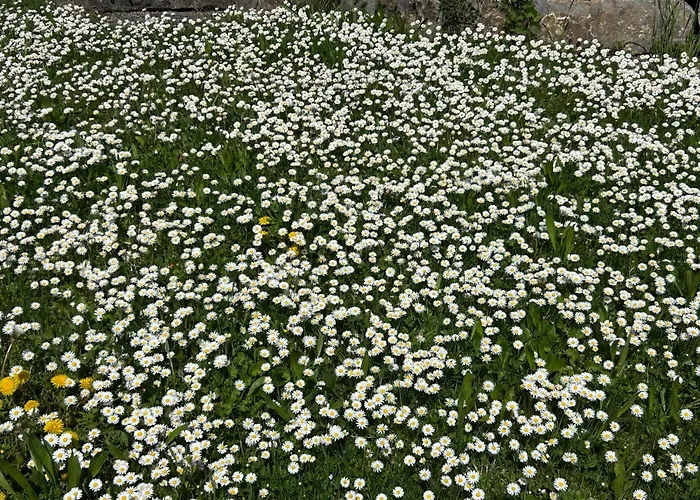 Heidi Away Διαμέρισμα Wildberg (Baden-Wurttemberg)